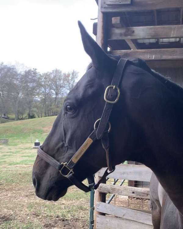 rpp-gelding