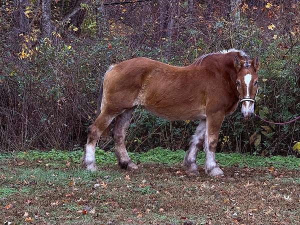 beginner-halter-belgian-horse