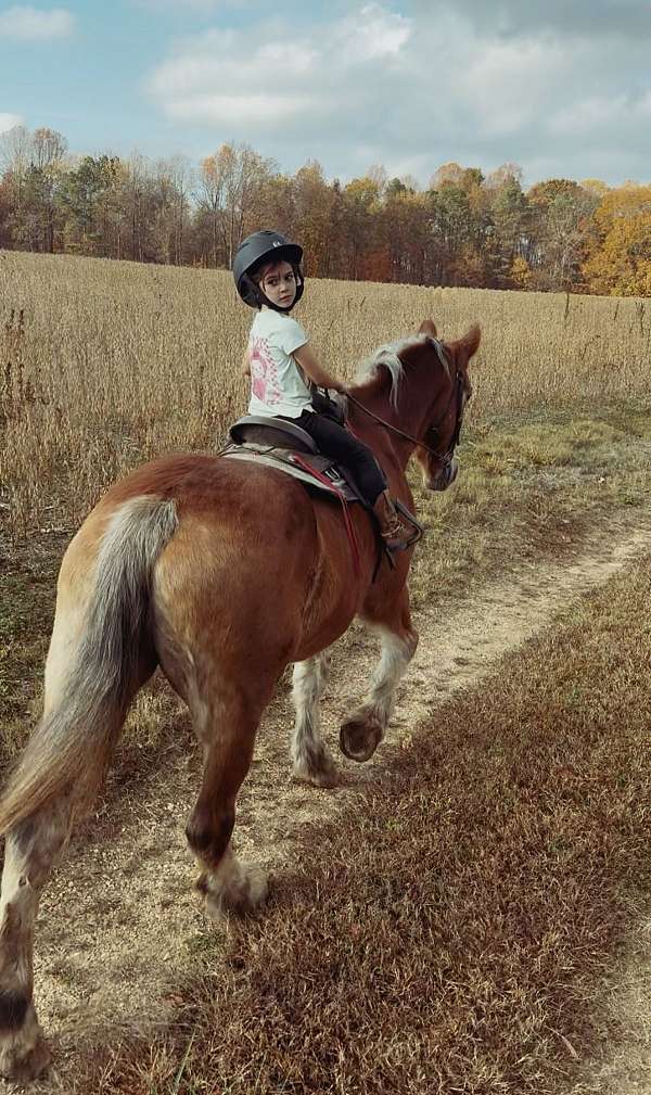 chestnut-belgian-mare