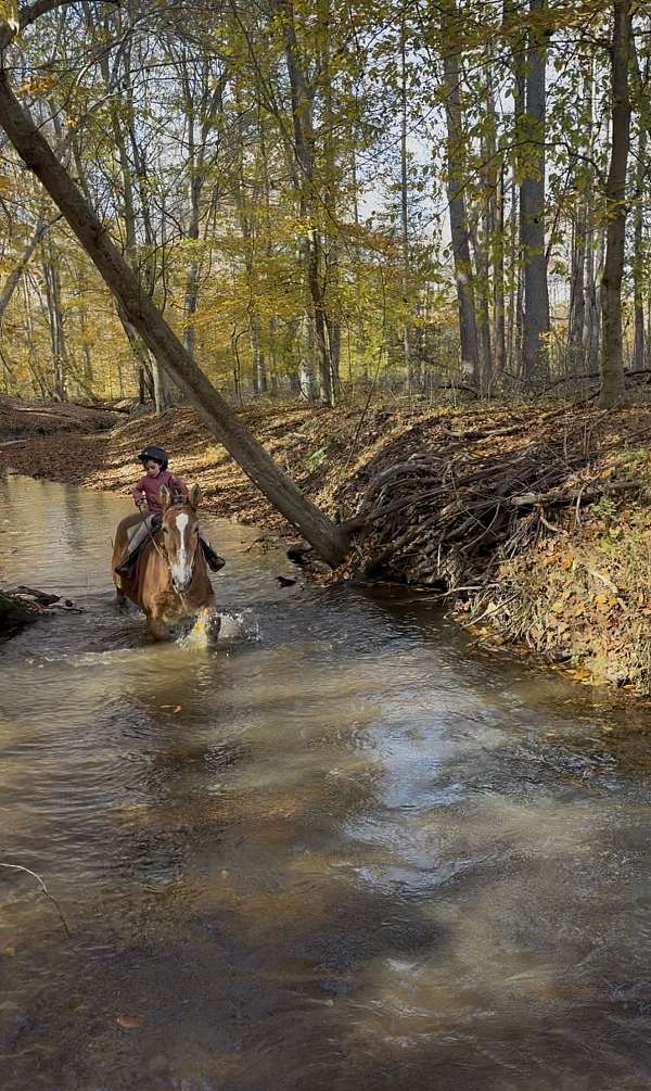 chestnut-mare-for-sale