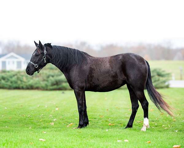 black-star-horse