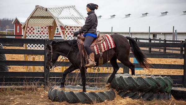 friesian-sport-horse