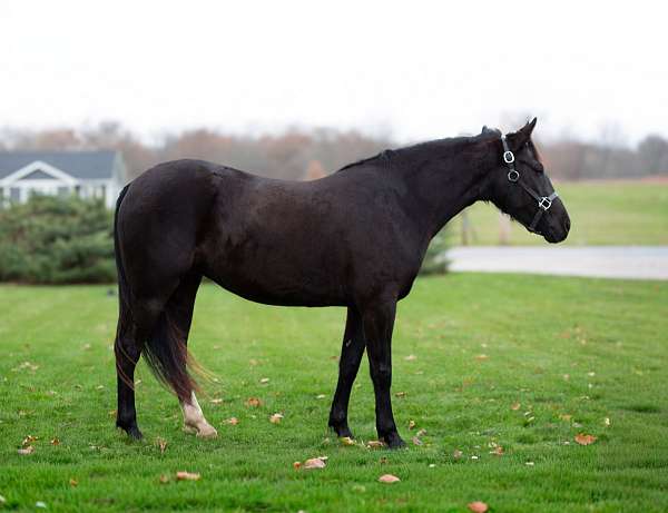 trail-friesian-horse