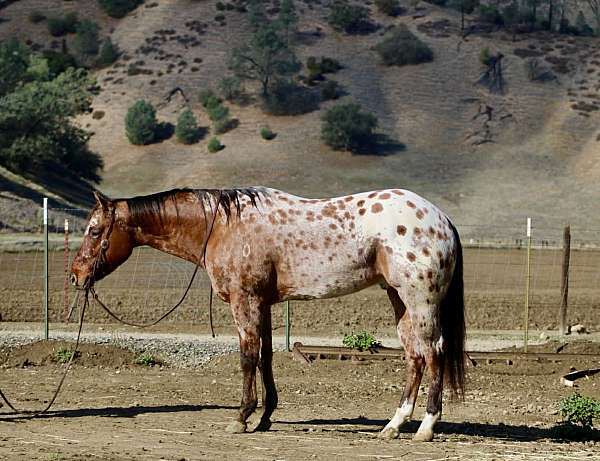 quarter-pony
