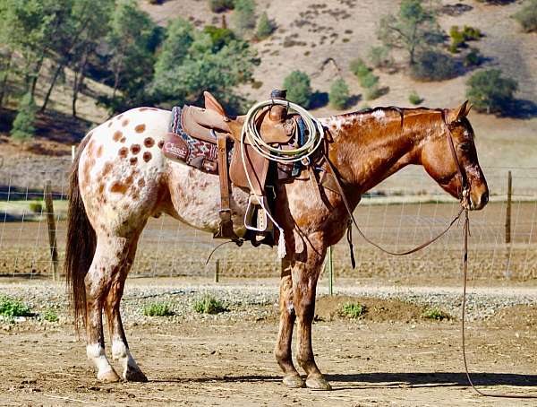 ranch-work-quarter-pony