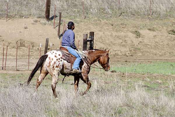 all-around-quarter-pony