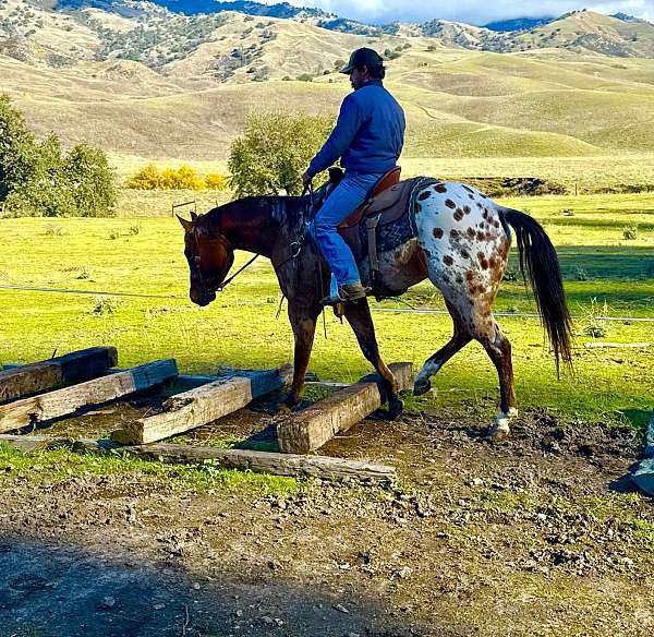 beginner-quarter-pony