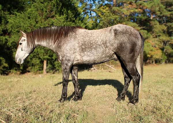 grey-none-horse