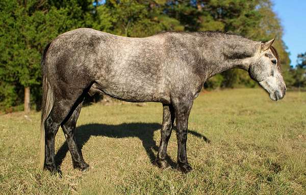 quarter-horse