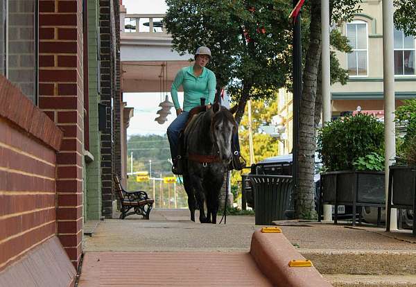 beginner-safe-quarter-horse