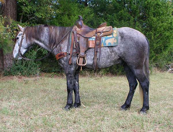 trail-quarter-horse