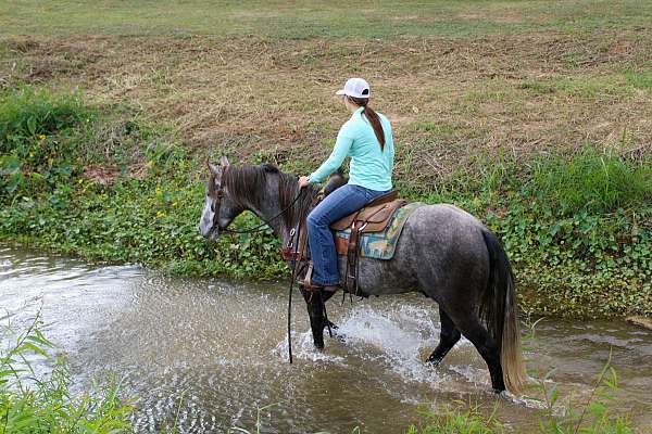 all-around-quarter-horse