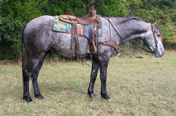 andalusian-quarter-horse