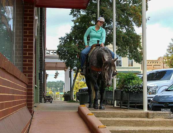 athletic-quarter-horse