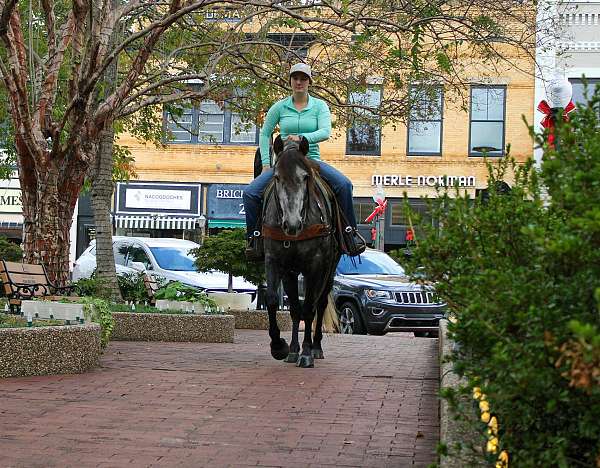 beginner-quarter-horse