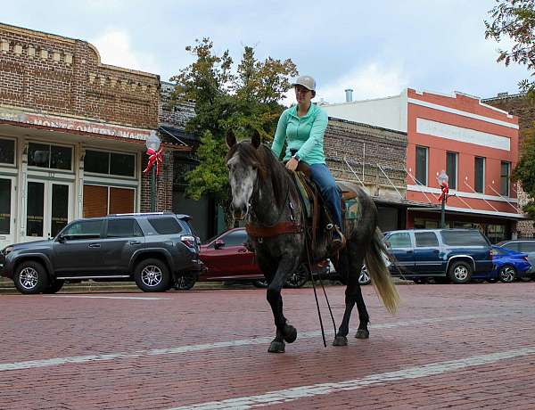 experienced-quarter-horse