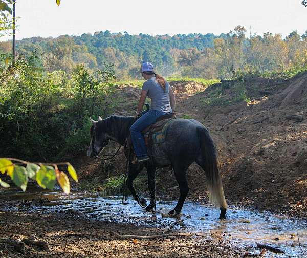 husband-safe-quarter-horse