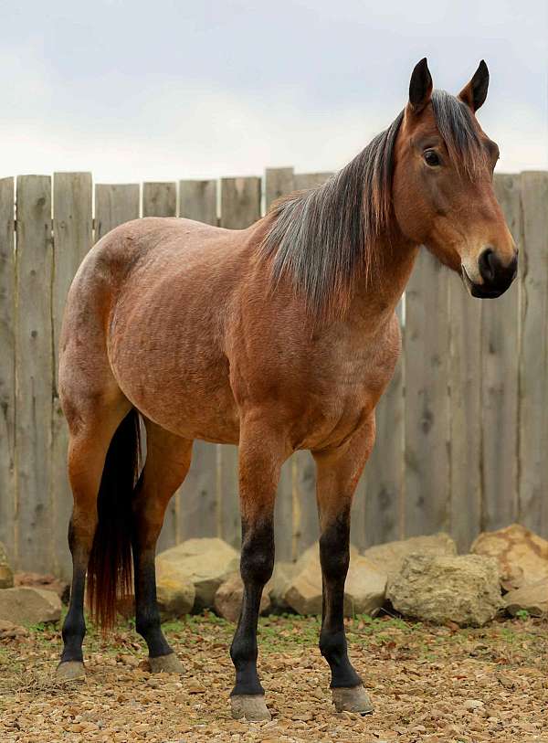 bay-roan-none-horse