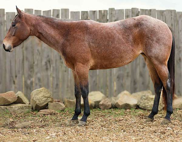 quarter-horse