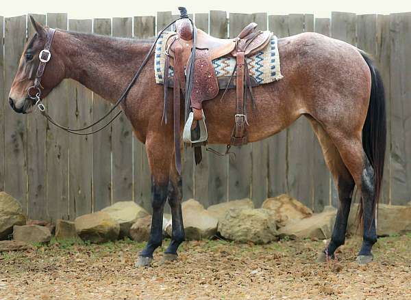 ranch-quarter-horse