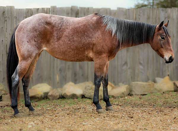 trail-quarter-horse