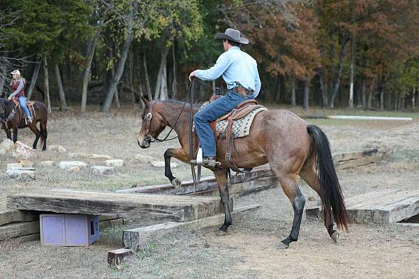all-around-quarter-horse