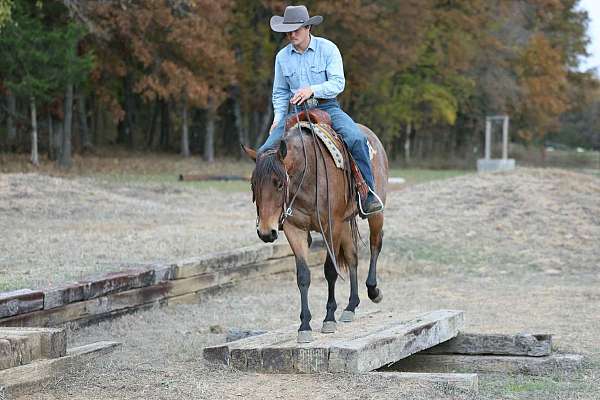 athletic-quarter-horse