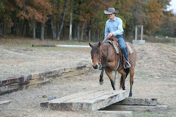beginner-quarter-horse