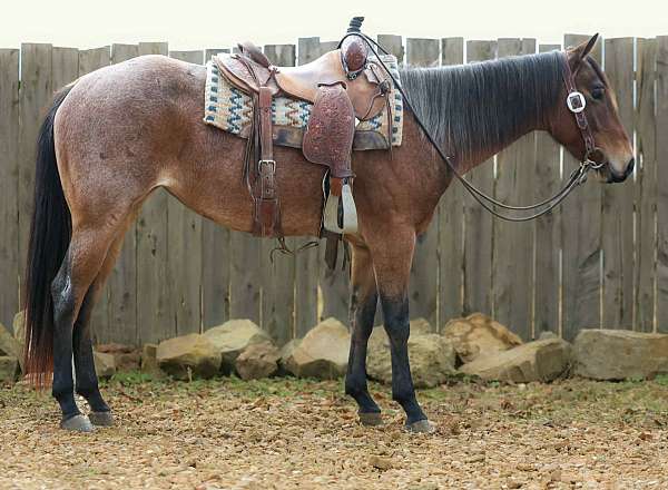 rope-quarter-horse