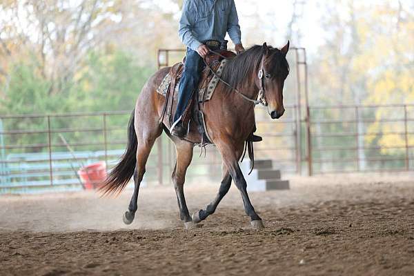 experienced-quarter-horse