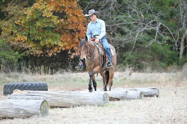husband-safe-quarter-horse