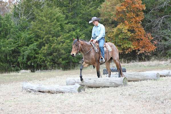 kid-safe-quarter-horse