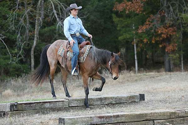 ranch-versatility-quarter-horse