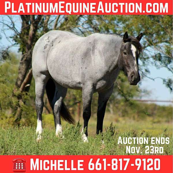 blue-roan-shire-mare