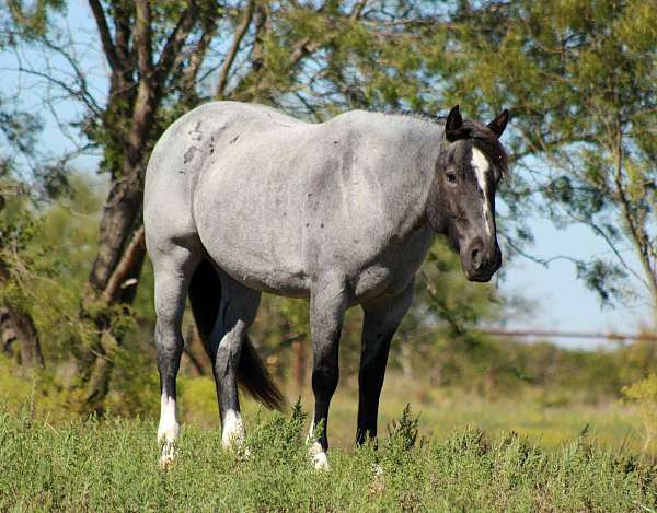 15-hand-shire-mare