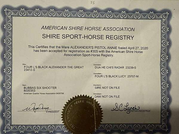blue-roan-shire-for-sale