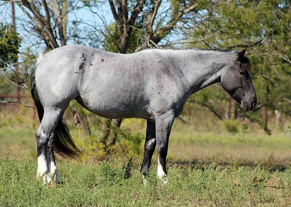 blue-roan-shire-horse