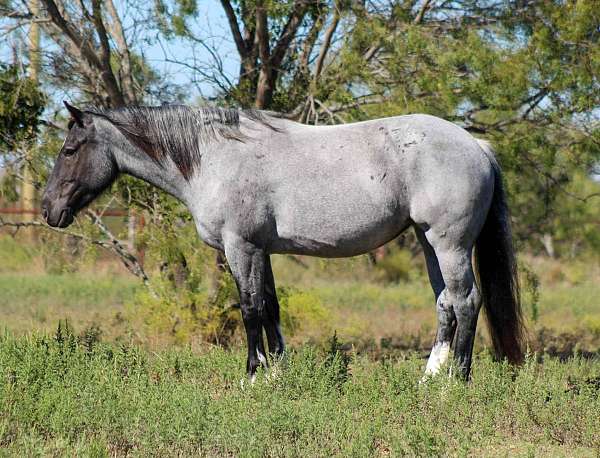 blue-roan-shire