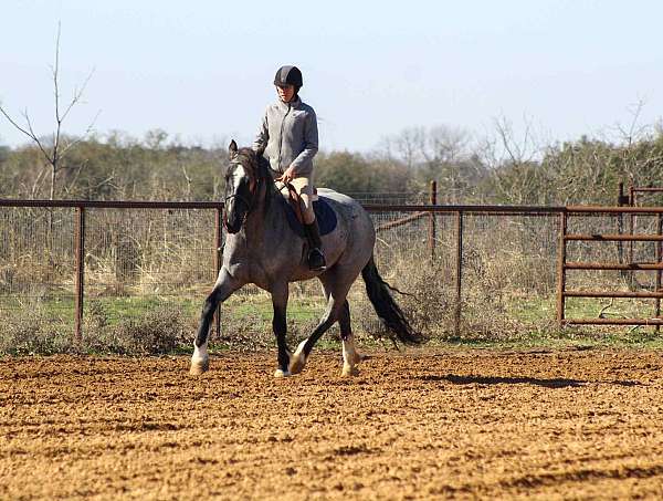 blue-roan-star-horse