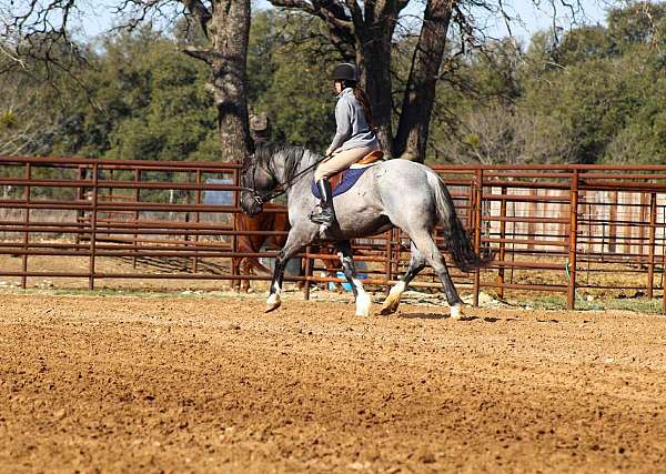 quarter-horse-shire