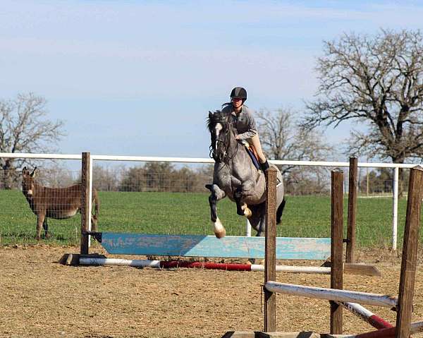 star-horse
