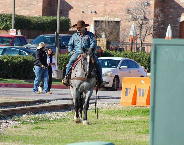 ranch-shire-horse