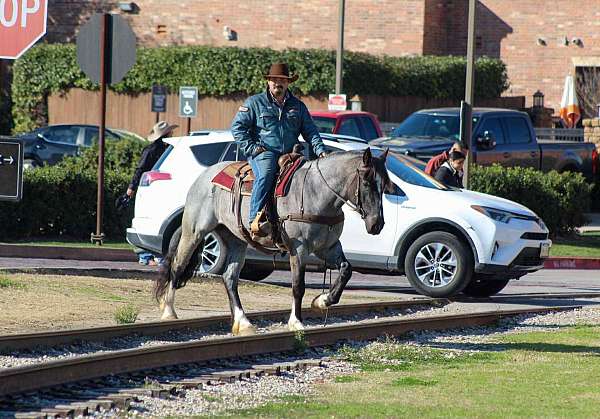 shire-horse