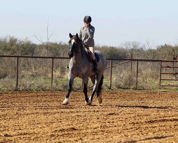 trail-shire-horse