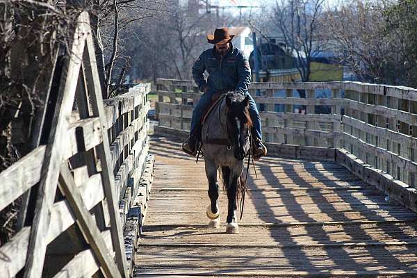 all-around-shire-horse