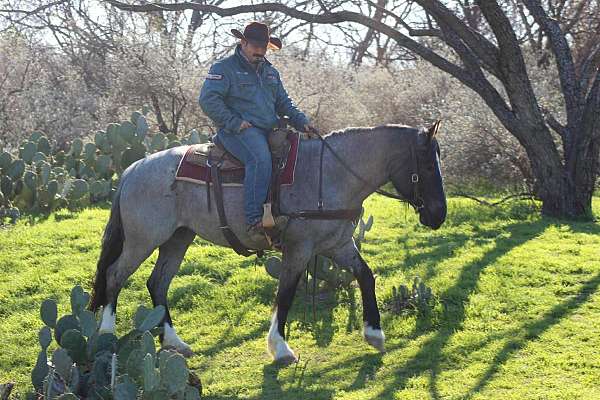athletic-shire-horse