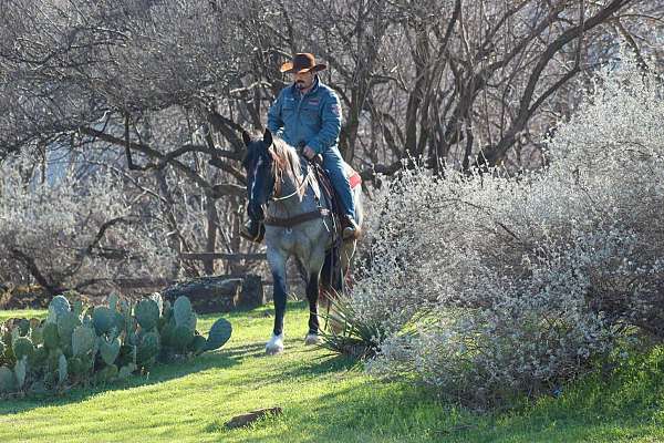 beginner-shire-horse