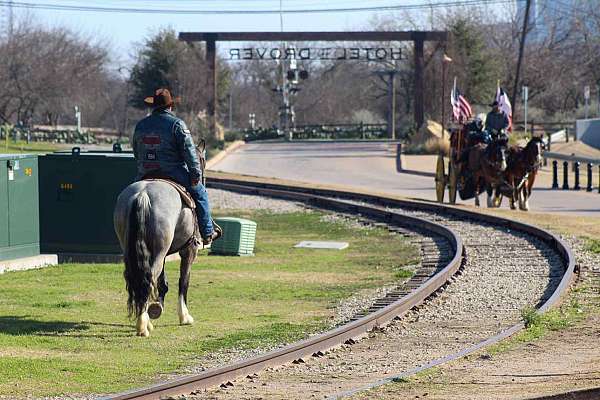 experienced-shire-horse