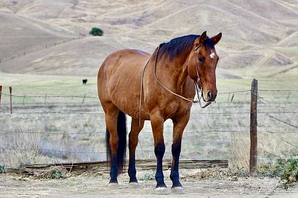 dun-star-horse