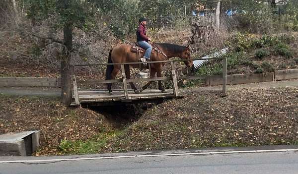 all-around-quarter-horse